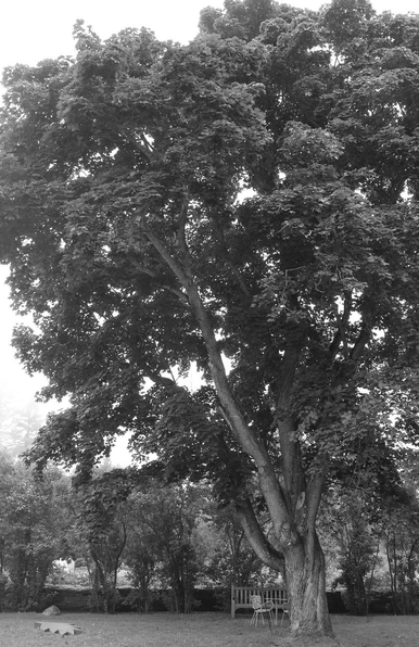 Black and white photograph of a very large maple tree, with a trunk subdivided into four, spreading its abundant foliage towards the sky, in all its summer splendor. The photo is taken from a distance, showing the tree as a whole, in the middle of a lawn in a park, with a hedge of much smaller trees behind.
Photographie noir et blanc d'un très grand érable, avec un tronc se subdivisant en quatre, déployant son abondant feuillage vers le ciel, dans toute sa splendeur d'été. La photo est prise de loin, montrant l'arbre dans son ensemble, au milieu d'une pelouse dans un parc, avec une haie d'arbres beaucoup plus petits derrière.