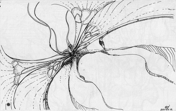 Abstract drawing:
Lines radiation from a dark, tightly rendered centre, may look like petals to some.