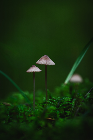 A vertical photograph of two small mushrooms growing close together. They have tall slender dark stems and conical thin caps with stripes. The caps are darker in the center and lighter, almost white, toward the edges.

The rightmost of the mushrooms has two black specks of debris on the cap, almost resembling small eyes.

The mushrooms are surrounded by green moss and a couple of blades of grass.

The background is mostly a uniform green blur.