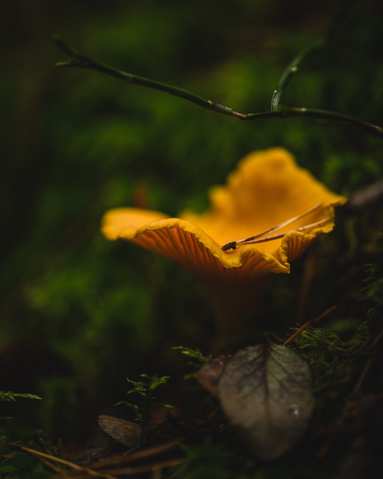 A vertical photograph of a golden chanterelle growing among green moss. The yellow mushroom is photographed from the side with its ridges in the underside clearly visible against the translucent thinner parts where the ambient light shines through.

A pale, brown pair of pine needles lies on top of the chanterelle. 

Above it is a leafless, berryless green twig of a blueberry shrub and the background is a blurry green, with enough texture to discern more moss there.