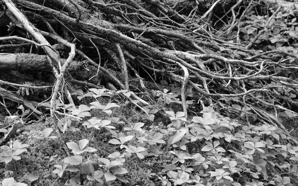 Black and white photograph of the forest floor, showing a carpet of Canada dogwood, each with four leaves, growing through sphagnum moss and small creeping plants, at the foot of a large cluster of bare branches and roots.
Photographie noir et blanc du sol de la forêt, montrant un tapis de cornouiller du Canada, chacun avec quatre feuilles, poussant à travers la mousse de sphaigne et de petites plantes rampantes, au pied d'une gros amas de branches et de racines dénudées.