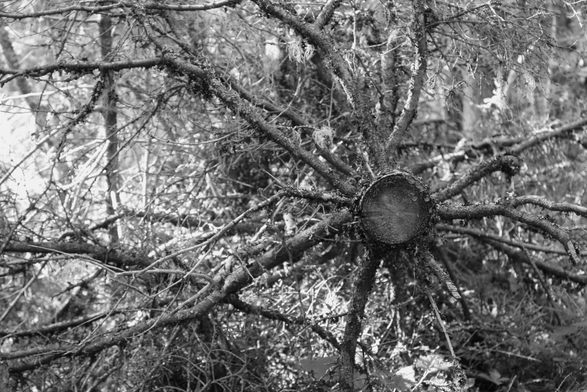 Black and white photograph of a cut coniferous tree fallen on its side in the forest, showing the round edge of the trunk and the branches around it, like a star. The sun filters into the forest and the dead branches, illuminating the scene and giving a charged effect to the photo.
Photographie noir et blanc d'un conifère coupé et tombé sur le côté dans la forêt, montrant la tranche ronde du tronc et les branches partant tout autour en étoile. Le soleil filtre dans la forêt et les branches mortes, pour illuminer la scène, donnant un effet chargé à la photo.