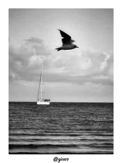 La imagen es una fotografía en blanco y negro de la Playa Sur de Peñíscola, tomada por la tarde, con una composición minimalista centrada en el mar.
En la parte superior domina un cielo cubierto de nubes densas y texturizadas, con algunos claros que dejan pasar la luz vespertina, típica de esa hora del día en la costa mediterránea. Justo en el centro-superior de la imagen, una gaviota aparece congelada en pleno vuelo, con las alas extendidas en un ángulo dinámico que sugiere movimiento —una de ellas ligeramente desenfocada, lo que aporta sensación de aleteo real—.
Más abajo, sobre la línea del horizonte, se distingue un velero fondeado con el mástil erguido y las velas recogidas, aparentemente en calma sobre las aguas de la bahía. El barco queda pequeño en el encuadre, reforzando la amplitud del paisaje marino que lo rodea.
El mar ocupa la mitad inferior de la fotografía, con un oleaje suave que genera pequeñas líneas de espuma horizontales al romper cerca de la orilla desde donde se toma la instantánea. El tratamiento en blanco y negro acentúa los contrastes entre el gris plomizo del cielo, el tono oscuro y uniforme del agua, y el blanco luminoso del casco del velero, creando una atmósfera serena, casi melancólica, característica de la fotografía costera de tarde nublada.
En conjunto, la imagen transmite calma y quietud, con la gaviota como único elemento de movimiento en una escena dominada por la horizontalidad del mar y el cielo.