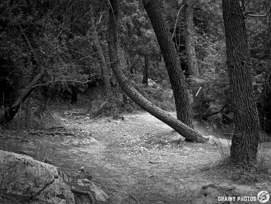 A winding path through a dense forest, featuring leaning trees and rocky terrain. The scene is captured in black and white, emphasizing the natural elements and tranquil atmosphere of the woodland.