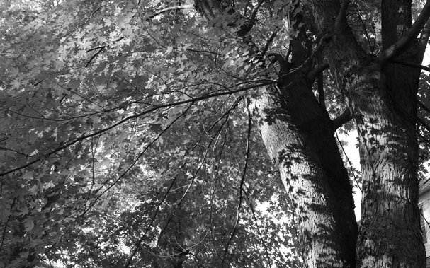 Black and white photograph of a maple tree, taken looking upwards near its two trunks on the right side, showing its abundant foliage filtered by the sun. Its multitude of small cut leaves fill the image on the left and project their shadow on its two trunks. Thin branches run through the foliage.
Photographie noir et blanc d’un érable, prise en regardant vers le haut près de ses deux troncs du côté droit, montrant son abondant feuillage filtré par le soleil. Sa multitude de petites feuilles découpées remplissent l’image à gauche et projettent leur ombre sur ses deux troncs. De fines branches traversent le feuillage.