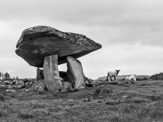 A dolmen surrounded by sheep