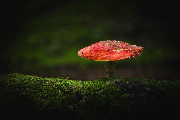 A photograph of a large fly amanita mushroom, growing right behind a moss covered dead tree lying in the foreground.

The mushroom stands to the right in the frame and is quite large, with a tall white stem and a bright red cap with white specks.

The cap is wide and fully folded out and has a small hole where some animal has eaten a bit of it.

A small fly is sitting near the right edge of the cap.

The background is an out of focus green vignetted blur, with some structure in it.