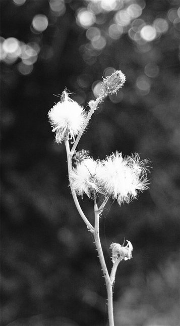 A high contrast black and white image of the white fluffy seed pods of a weed set against a mostly black background. Round bokeh balls can be seen at the top of the image.