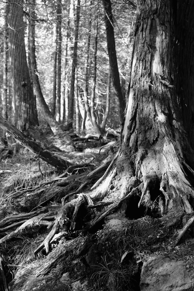 Black and white photograph of the base of a large eastern cedar tree growing on rock, with peeling bark, twigs and grass between its large superficial roots. The oblique sunlight illuminates the trunk and filters through the rest of the cedar forest, blurred behind.
Photographie noir et blanc de la base du tronc d'un grand cèdre de l'est poussant sur la roche, avec une écorce s'écaillant, des brindilles et des herbes au sol entre ses grosses racines en surface. La lumière oblique du soleil éclaire le tronc et filtre à travers le reste de la forêt de cèdres, flous derrière.