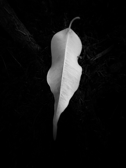 A single pale leaf appears against an almost completely black earthy background. Its softly lit surface reveals the leaf’s veins and irregular edges while the surrounding darkness isolates the form entirely.