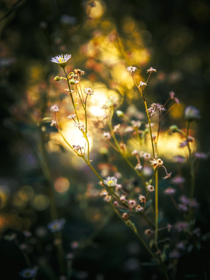 The is a  photograph of delicate, slender wild daisies with thin green stems stretching upwards. Some of the flowers are in focus but the rest of them are not. In the background there is glowing sunlight  which filters through, creating a soft, dreamy blurred golden bokeh effect. The rest is in shadows and surrounded by dark leaves and trees.