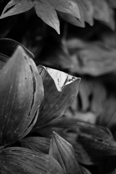 Large lily leaves of various sizes are seen in this high contrast black and white image.
