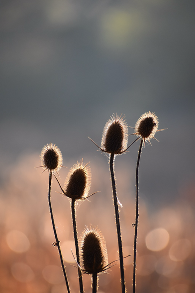 Six Teasel seed heads are silhouetted by the morning sun which highlights their spiny edges. Intentionally blurry background of grayish-green trees at the top and cinnamon-hued dried marsh foliage at the bottom that has a sparkle effect from the sun’s angle.