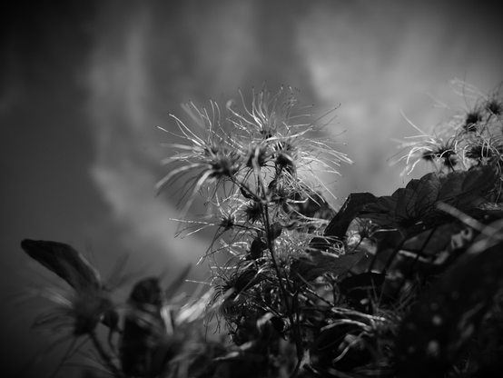 Picture of a plant, which has bloomed and has now some kind of hairy threads. There are several of those flower heads with those extensions.
Photo is taken from the floor against the sky. Background are some blurry clouds and leafs of plants around.