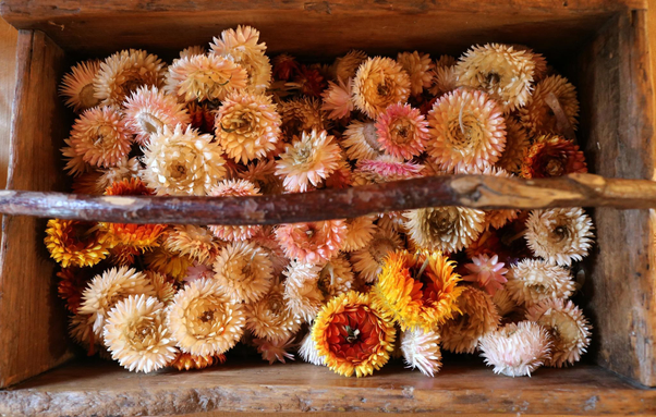 Photograph taken from above showing a wooden box filled with round immortal flowers (strawflowers) in the sun, in different colours: pink, cream, yellow and red. The box has a wooden handle that runs through the image from left to right, blurred in the foreground.

Photographie prise du dessus montrant une boîte en bois remplie de fleurs d'immortelles bien rondes, au soleil, et de différentes couleurs: roses, crème, jaunes et rouges. La boîte a une poignée en bois qui traverse l'image de gauche à droite, floue en avant-plan.