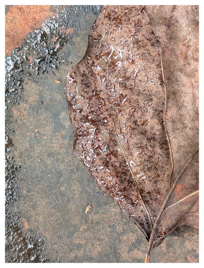 	
A close-up of a brown leaf with visible veins, lying on a wet, textured surface. Water droplets cover the leaf and background,