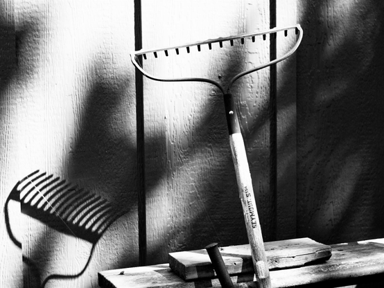 A black and white image of a garden rake standing upright and leaning on some wood outside with its shadow reflecting on the siding of a shed. Shadows from a nearby tree can also be seen.