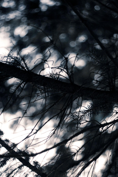 A black and white image of looking up through the thick branches of a pine tree.