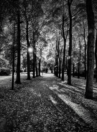path in park covered in leaves
