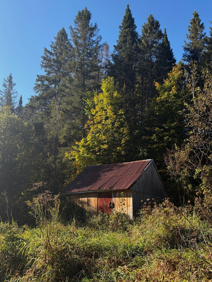 Photograph of a small building, a tool shed, encircled by high and green forest behind it and fallow vegetation in front, giving the impression of being abandoned. The brown shingles on the roof are beginning to peel and the natural colour of the wooden slats on the walls is fading. The double wooden door painted in a slightly dull red and the soft oblique light of the sun filtering through the trees still give the scene a serene air. The sky above the conifers is intense blue.

Photographie d'un petit bâtiment, une remise à outils, encerclé par la forêt haute et verte derrière et de la végétation en friche devant, donnant l'impression d'être abandonné. Les bardeaux bruns du toit commencent à décoller et les lattes de bois sur les murs se décolorent. La double porte en bois peinte en rouge un peu terne et la douce lumière oblique du soleil filtrant à travers les arbres donnent quand même à la scène un air serein. Le ciel est bleu intense tout en haut à travers les conifères.