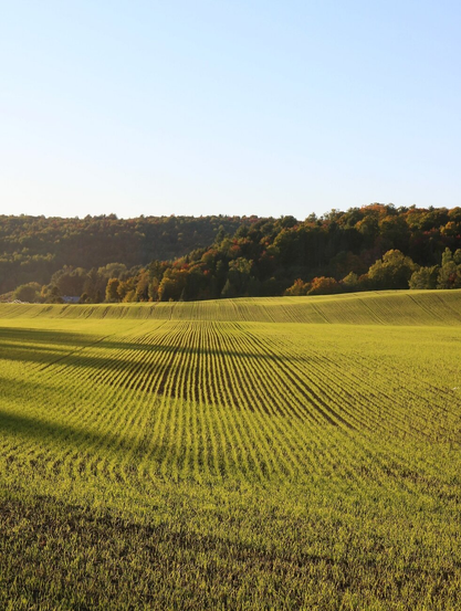 Photograph of a green field, showing the very straight rows of green manure seedlings just emerging from the ground, rising towards the undulating back of the field, in the middle of the picture, lime green under the oblique light of late afternoon in September. The shadow of trees stretch across the field, coming from the left. Forest-covered hills with autumn colors are in the background, under a pale blue sky.

Photographie d'un champ vert, montrant les rangs très droits de jeunes pousses d'engrais verts venant à peine de sortir du sol, montant vers l'arrière ondulé du champ, au milieu de la photo, d'un vert lime sous la lumière oblique de fin de journée en septembre. L'ombre d'arbres s'étirent sur le champ, en venant de la gauche. Des collines couvertes de forêt aux couleurs de l'automne sont en arrière-plan, sous un ciel bleu pâle.