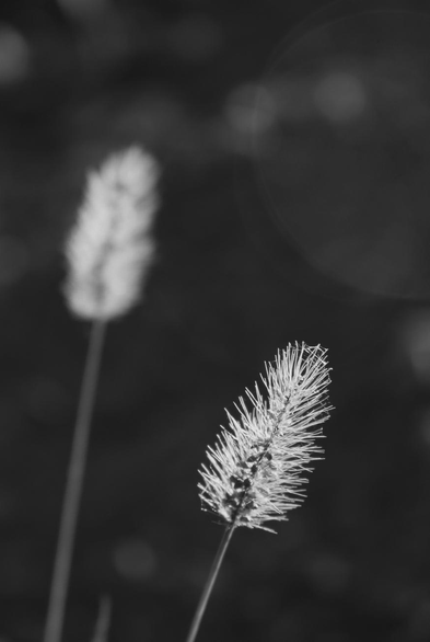 Black and white macro photograph of a small grass flower spike, with some seeds near the centre along the stem, and spidery threads at the tip, glowing in the sun. Another similar spike is blurred in the background, with a few points of light, acting as bokeh.
Photographie macro en noir et blanc d'un petit épi de graminée, avec quelques graines près du centre le long de la tige, et des fils d'araignée à l'extrémité, lumineux au soleil. Un autre épi semblable est flou en arrière-plan, avec quelques points de lumière, comme bokeh.