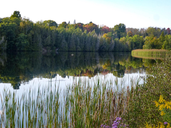 Looking across the calm reflective surface of a wide river trees of various sizes can be seen on the distant shore. The red and orange tinge of autumn can be seen on the trees as well as other bushes and grasses to the right and in the foreground. Pink and yellow flowers can also be seen along the bottom edge.