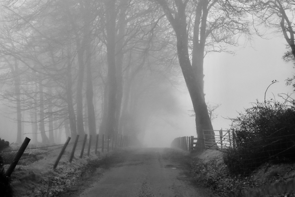 Beech trees along a rural misty lane in a black and white photograph.