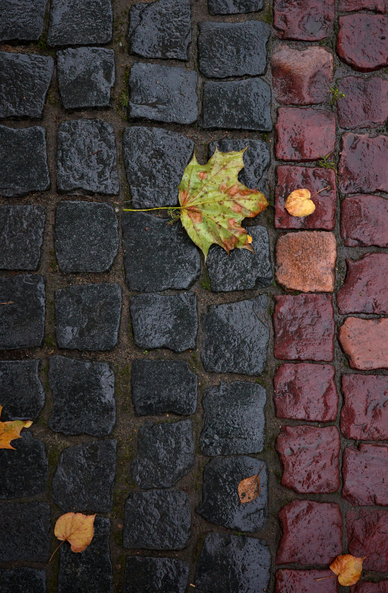 This color photograph captures a fragment of wet cobblestones after rain. The frame is built on the contrast of two types of paving: on the left — dark gray, cold stones, on the right — warm, red-burgundy ones. The straight boundary between them divides the composition almost in half. In the center, exactly at the junction of the two zones, lies a large maple leaf with green-yellow-brown spots, which connects both halves into a single whole. Small yellow leaves are scattered around, and traces of moss are visible in the seams. The image conveys the atmosphere of a quiet autumn rain and that "unnoticed" beauty that lives literally underfoot.