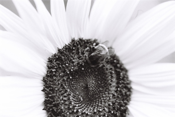 Close-up black-and-white photo of a bumblebee sitting in the middle of a sunflower. The yellow sunflower petals are rendered as a bright, almost velvety framing for the flower's dark and textured centre where the bee sits.