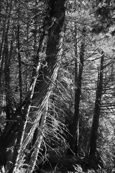 Photograph of the twisted trunk of a large eastern cedar in the middle of the forest, two small spruce trees very close on each side with their lower branches bare and lit by the sun. Other conifers and their needles filter light in the background.
Photographie du tronc tordu d'un grand cèdre de l'Est au milieu de la forêt, deux petites épinettes très près de chaque côté avec leurs branches inférieures dénudées et éclairées par le soleil. D'autres conifères et leurs aiguilles filtrent la lumière en arrière-plan.