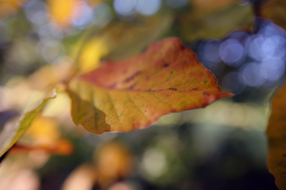Nahaufnahme eines Blattes in rotgelbgoldenen Herbstfarben. Der Wind bewegt den Ast mit den Blättern, scharf ist die Aufnahme nur an der Blattkante, im Hintergrund verschwimmt alles im feinen Bokeh.

Close-up of a leaf in red-yellow-golden autumn colors. The wind moves the branch with the leaves, sharp is the shot only on the leaf edge, in the background everything blurs in the fine bokeh.