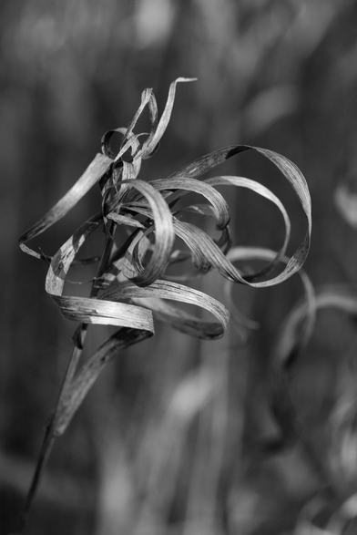 Black and white macro photograph of grass leaves, long and narrow, normally very straight but curled up under the effect of drought, forming spirals and vortices, shining in the sun. Other similar plants can be seen behind, blurred in the background.
Photographie macro en noir et blanc de feuilles de graminées, longues et étroites, normalement très droites mais recroquevillées sous l'effet de la sécheresse, formant des spirales et des tourbillons, brillant au soleil. D'autres plantes semblables se devinent derrière, floues en arrière-plan.