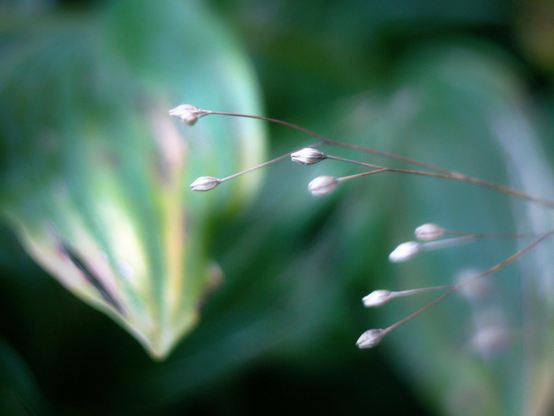 Long thin branches with seed pods on the end are seen stretching horizontally from the right across a background of blurry large green leaves.