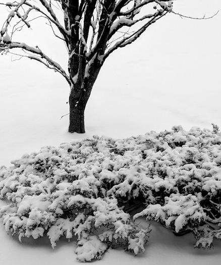 Background: Snowy ground...
Middleground: Snow coated tree with bare branches...
Foreground: Snow frosted, small bushes...
Created: 12/27/25 7:27am
Aperture: ƒ∕1.68
Exposure: 1∕24 s
ISO: 33
Focal Length: 6.9 mm
Google Pixel 8 Pro