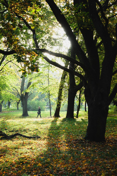 A photograph of a large city park with tall maple trees with large branches. The low morning sun is shining from behind the largest tree in the foreground and the atmosphere is ever so slightly misty. Some of the leaves in the trees have autumn colours and there are quite a lot of fallen yellow and brown leaves on the ground.

A distance away a man walks to the left on a path that is hidden by the grass in the foreground.