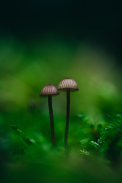 A close up macro photograph of two very small mushrooms growing among bright green moss. The mushrooms have tall slender dark stalks and perfectly rounded little striped caps, much lighter in colour and dark, thin stripes.

The fore- and background of the moss is heavily out of focus, so it's just a green blur, with a little bit around the base of the mushrooms in sharp focus.

near the top edge the background darkens to a deep blue/green.