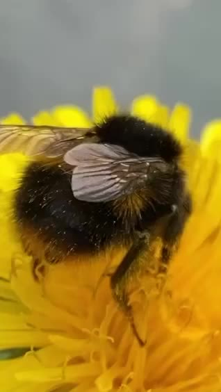 Large bumblebee queen up close foraging on a yellow dandelion flower.