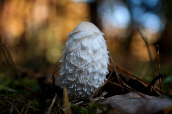 Coprinus comatus, commonly known as the shaggy ink cap, lawyer's wig, or shaggy mane