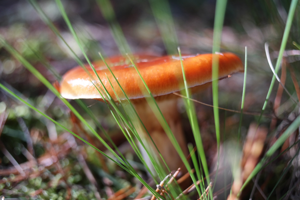Cortinarius mucosus, commonly known as the orange webcap or the slimy cortinarius
