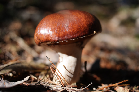 Suillus luteus, commonly referred to as slippery jack or sticky bun