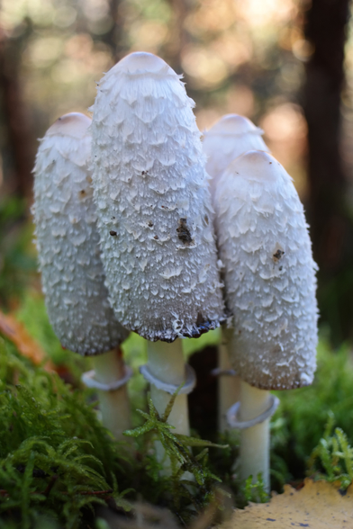 Coprinus comatus, commonly known as the shaggy ink cap, lawyer's wig, or shaggy mane