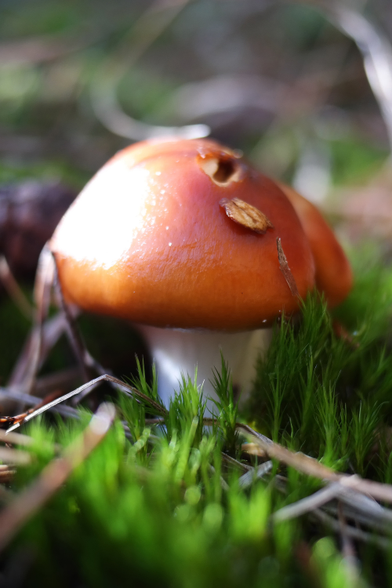 Cortinarius mucosus, commonly known as the orange webcap or the slimy cortinarius
