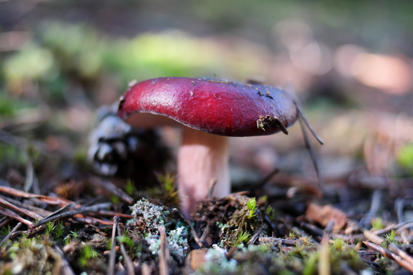 Russula xerampelina, also commonly known as the shrimp russula, crab brittlegill, or shrimp mushroom