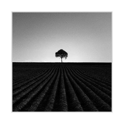 Square black-and-white photograph. A lone tree stands exactly on the horizon in the centre of the frame, silhouetted against a pale, evenly graded sky. The lower half is a dark ploughed field, with deep parallel furrows running from the foreground toward the tree and converging near the horizon. The composition is strongly symmetrical, with the tree acting as the focal point and the field lines directing the eye toward it.