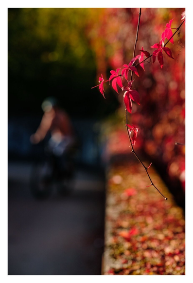 Foto im Hochformat. Blick entlang einer Mauer. Über der Mauer ragen zwei Zweige ins Bild, daran sind leuchtend rote Blätter. Diese sind scharf dargestellt. Die mit Herbstlaub bedeckte Mauer darunter ist unscharf, die anderen Blätter dahinter ebenfalls. Links neben der Mauer fährt jemand auf einen Fahrrad, die Person ist so unscharf dargestellt, dass sie fast nicht zu erkennen ist.