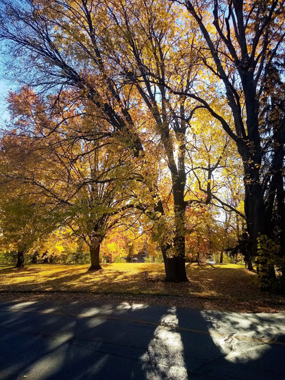A large group of tall trees covered in yellow leaves are seen backlit with the sun on a clear autumn day. The thick branches from the trees a clearly shown and their shadows stretch out across the grass and a paved road towards the photographer. 