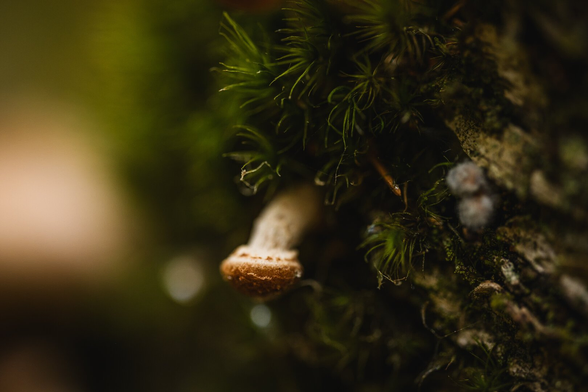 A photograph of a small mushroom with a relatively thick white stalk and a small, not fully developed, brown cap growing horizontally out from a patch of moss on the side of a dead tree trunk. The stalk curves down, with the cap pointing straight down.

The left hand side of the photograph is a blurry background, with some green from the moss and bright and dark areas toward the edge.