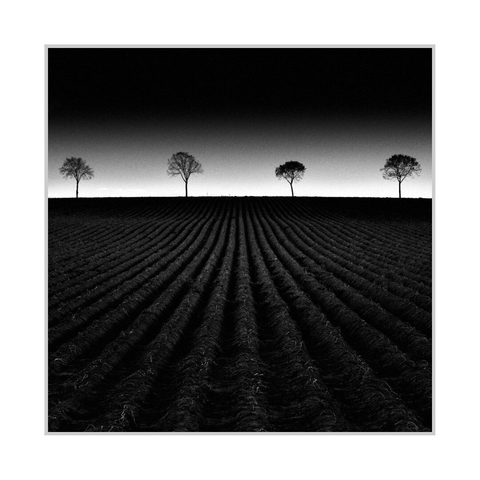 Square black-and-white photograph. A ploughed field fills the lower two thirds, its deep parallel furrows running from the foreground toward the horizon and converging near the center. Four leafless or sparsely leafed trees stand evenly spaced along the horizon line, each separated by broad gaps. Above them, a bright band near the horizon fades upward into a much darker sky, creating a strong tonal gradient.