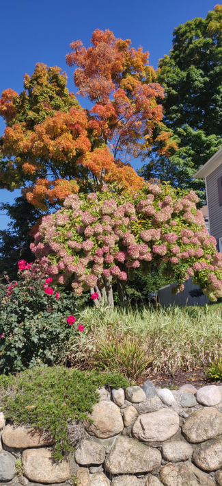 An umbrella-shaped  bush with blossoms, and red flowers next to it. In the background tall trees in the sun, with their leaves changing color.